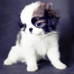 Thinking about getting a small dog? Learn how to choose the right small breed for your lifestyle, budget, home, family, grooming needs, and long-term expectations.