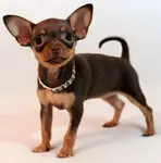 Russian Toy Terriers are one of the world's smallest dog breeds.  Description, Breed Characteristics, History, Care are discussed.