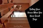 Selling your house when you have small dogs is doable, but takes some clever staging and work on your part to get top dollar for your home.