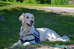 Discover the different types of assistance dogs including the various types of service dogs, therapy and emotional support animals.