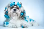 Is "do it yourself dog grooming" a goal for your small breed dog? Grooming needs vary widely in breeds.  Resources to teach you what you need to do.
