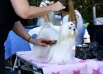 Training a Puppy for grooming is just one of those tasks that go along with puppy training. Here are some tricks that will make this training task easier. 