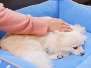 A sick white pomeranian is laying on a dog bed