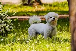 Here are 10 tips for dog proofing your backyard for your small dog with the  goal of keeping your dog safe, healthy, and secure