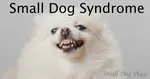 Find out the roots and causes of small dog syndrome and how good intended small dog owners inadvertently perpetuate the behaviors associated with this syndrome