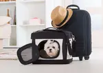 Have small dog travel plans?  Traveling with a pet can be wonderful, but takes some planning.