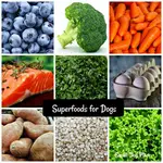This superfoods for dogs guide will identify your best options to keep your dog feeling great and looking good. Nutritional information is provided for each superfood.