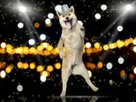 If you want to teach your dog to dance, you won't want to miss this detailed tutorial about the steps involved in dancing with your dog.