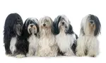 tibetan-terriers-5.jpg