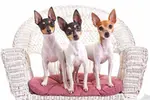 Toy Fox Terrier:  Clown or Devoted Lovebug?  Learn all about the breed:  Care, History, Personality, Health and decide for yourself.