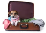 If you can't travel with your dog, here are a few suggestions to consider when finding the best alternatives for your dog's care.