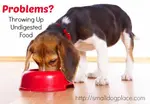 A dog throwing up undigested food is worrisome to most owners.  Find out why and some remedies.