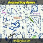 Unusual dog names can originate anywhere, but why not consider some of those odd words we learned in math or science class.