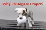 Why do dogs eat paper is a question you're probably asking if you have a paper-eating-dog.  There many reasons and also many solutions.