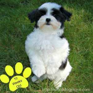 A small puppy is standing up on his back legs