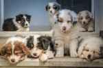A litter of miniature border collie dogs sitting on steps