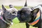 successful-dog-play-dates.jpg