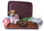 travel-with-dog.jpg