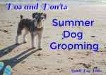 summer-dog-grooming-beach.jpg