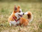 A Corgi is sitting in a large field