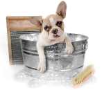 A french bulldog puppy is posing in a tub with a washboard and brush