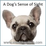 Sense-sight.jpg