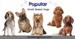 popular-small-breed-dogs.jpg