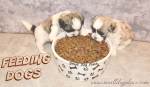 feeding-dogs-600sdp.jpg