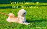 best-dog-breeds-first-time-owners.jpg