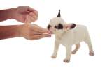 A small French bulldog puppy is receiving a small treat