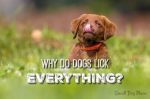 dog-licking-header.jpg