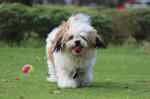 lhasa-apso640.jpg