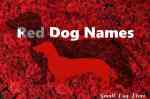 red-dog-names-roses.jpg