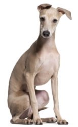 Greyhound Names Greyhound Names