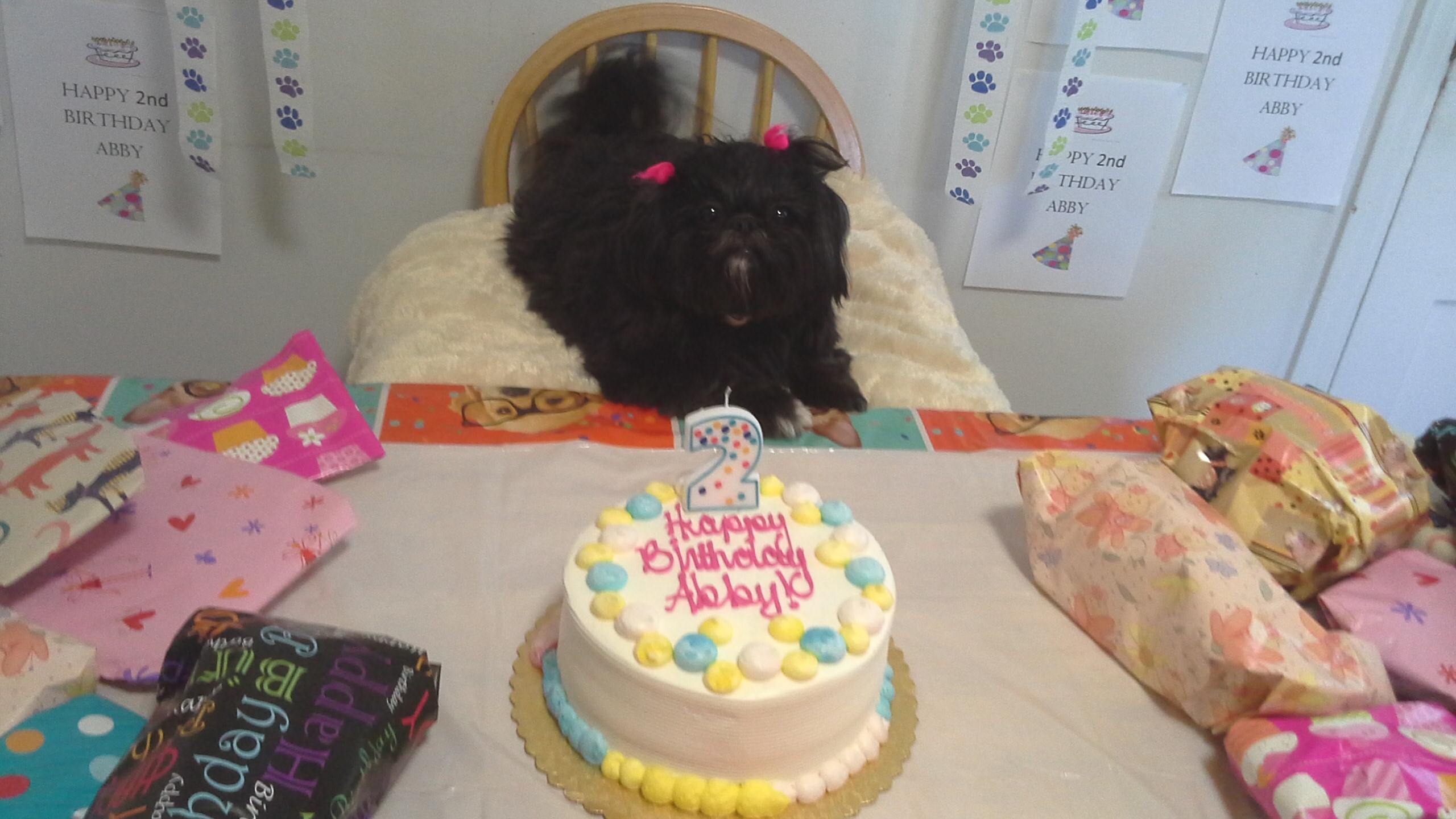 Signs Your dog is your baby:  You celebrate your pet’s birthday: