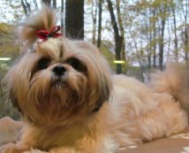 shih tzu number of teeth brachycephalic in small dogs shih tzu number of teeth brachycephalic in small dogs