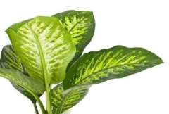 Dieffenbachia Dieffenbachia
