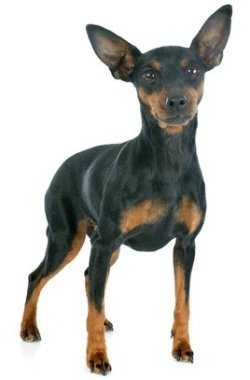 Small Dogs Miniature Pinscher Small Dogs Miniature Pinscher
