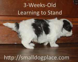 Three week old puppy in the Awareness Stage is learning to stand.