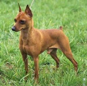 Miniature Pinscher Link