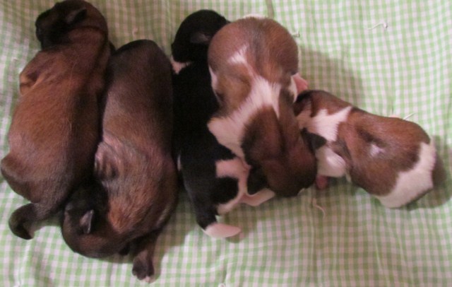 Three Day Old Shih Tzu Puppies