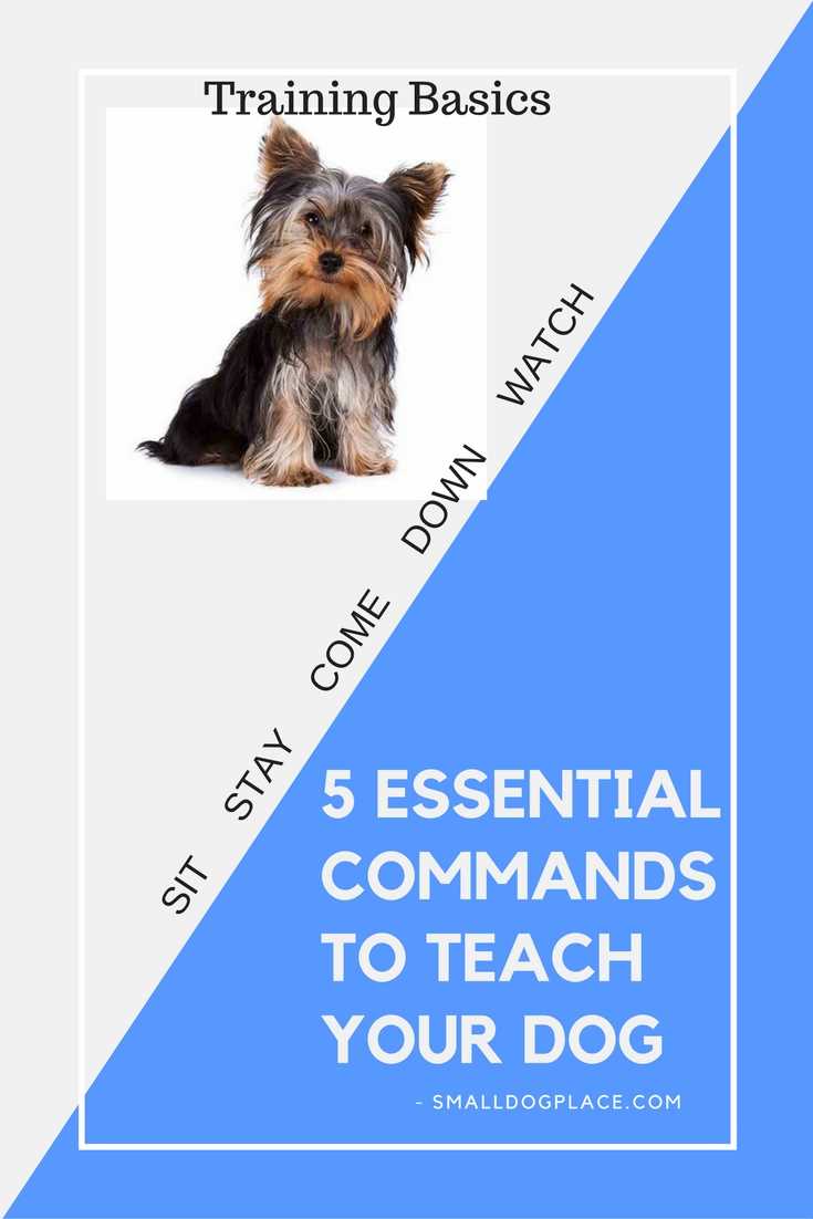 5 Essential Commands to Teach Your Dog:  Graphic