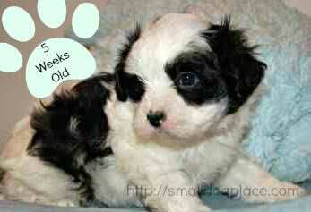 A young five week old puppy