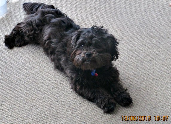 australian terrier x shih tzu small breed designer dogs australian terrier x shih tzu small breed designer dogs
