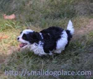 A small puppies is running as fast as he can