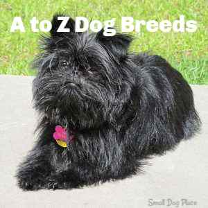 A to Z Dog Breed Profiles