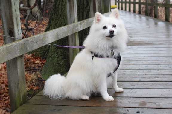 The American Eskimo Dog