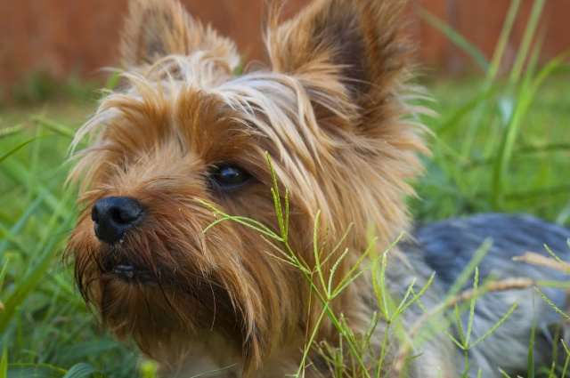 A Yorkshire Terrier is standing in tall grass.