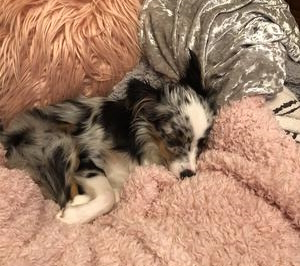 Addie-Miniature-American-shepherd Addie-Miniature-American-shepherd