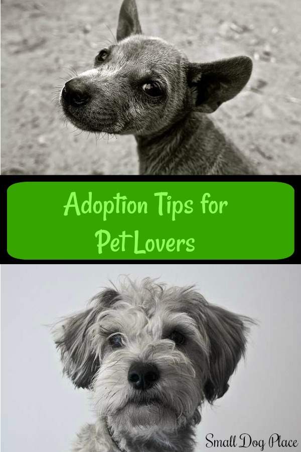 Adoption Tips for Pet Lovers Pin